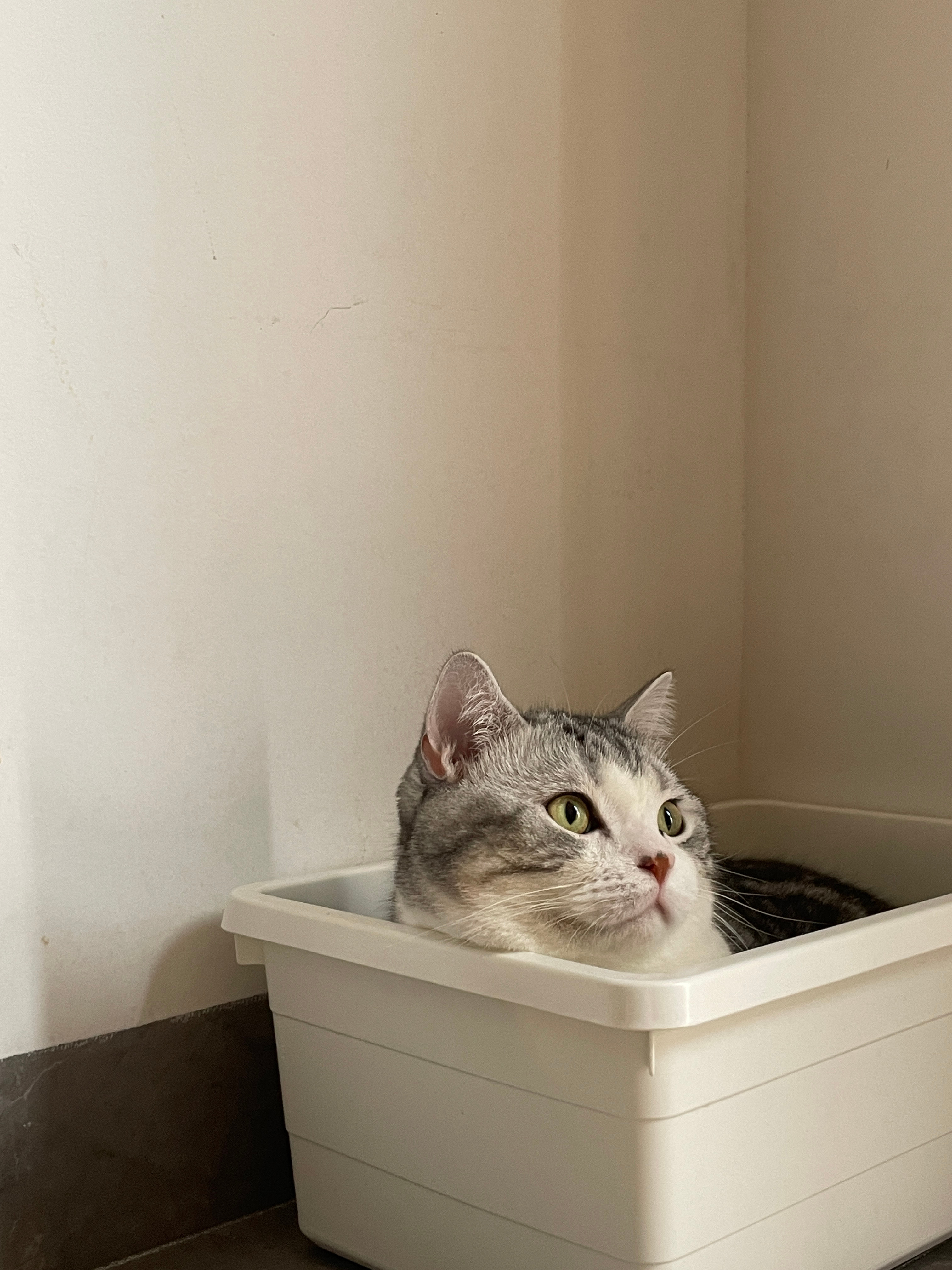 大家的猫，是不是也喜欢睡在小盒子里？[笑cry]  ​​​