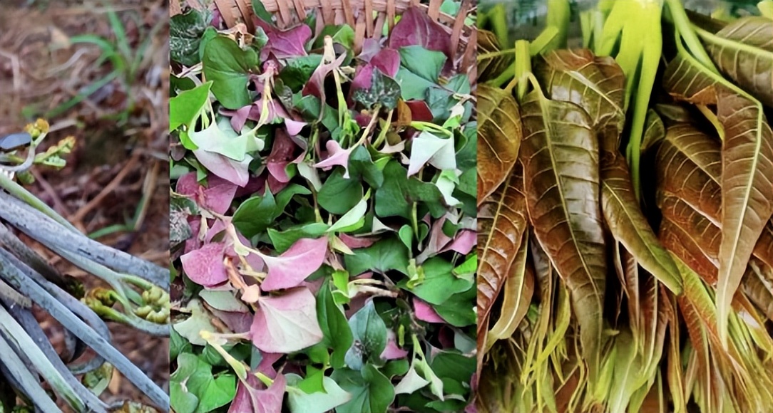 走，挖野菜去！贵阳春季“限定美味”采摘攻略来了→