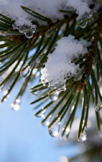 辽宁大连：冰雪压枝头 ​​​