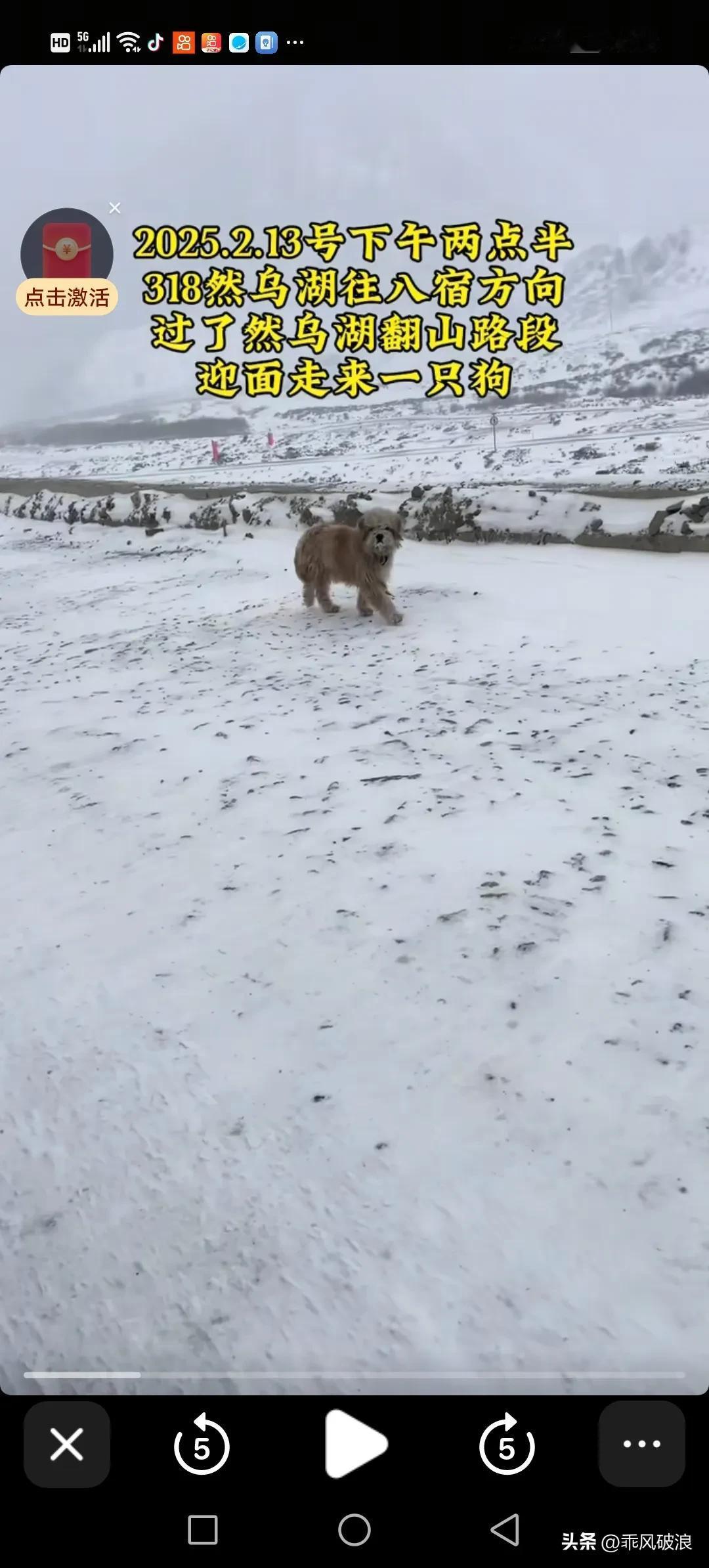 冰天雪地之中，也不知道是谁把小狗弄到这个地方来的。这里乃是荒无人烟之处，气温低至