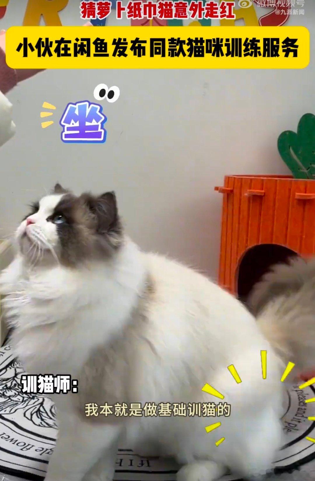 男子闲鱼挂萝卜纸巾猫训练服务 萝卜纸巾猫梗火到这种程度了吗？已经发展出“训练服务
