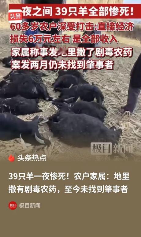 5月1日大河报报道，山西霍州，一对老两口，家里养了 39 只羊，结果全都被毒死了