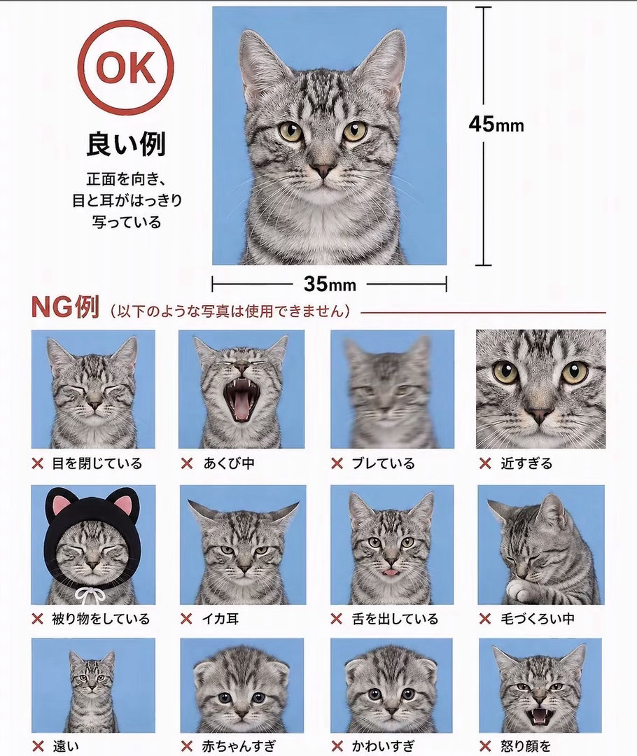 jimin小猫身份登记规范示意图🐾柳智敏