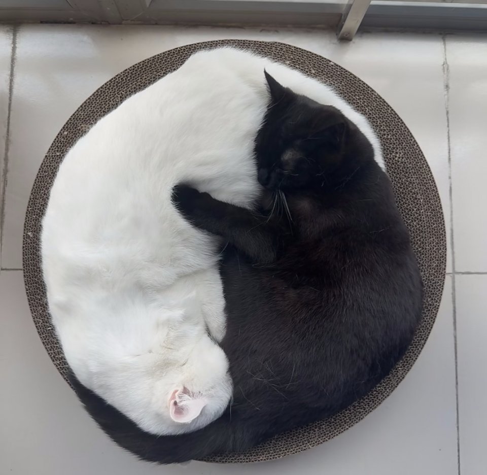 太极猫 