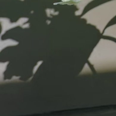 0000青翠莲花种植1. 光照与温度：喜明亮散射光，忌强光直射，适宜生长温度15