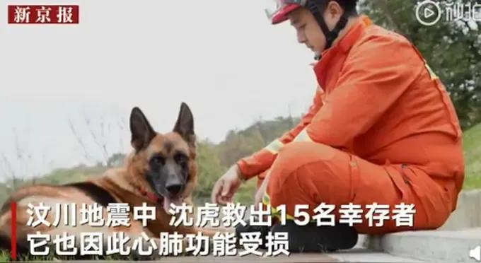 人类与狗狗之间的感人
1.汶川地震搜救犬沈虎:废墟中的“56小时守护者”（中国）