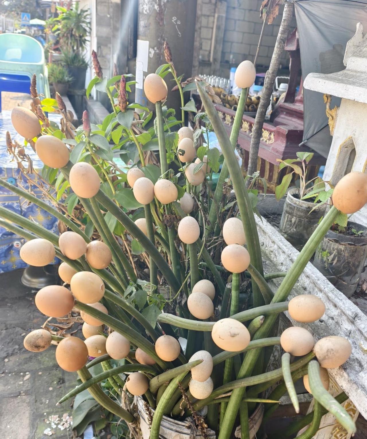 这花我猜没人见过