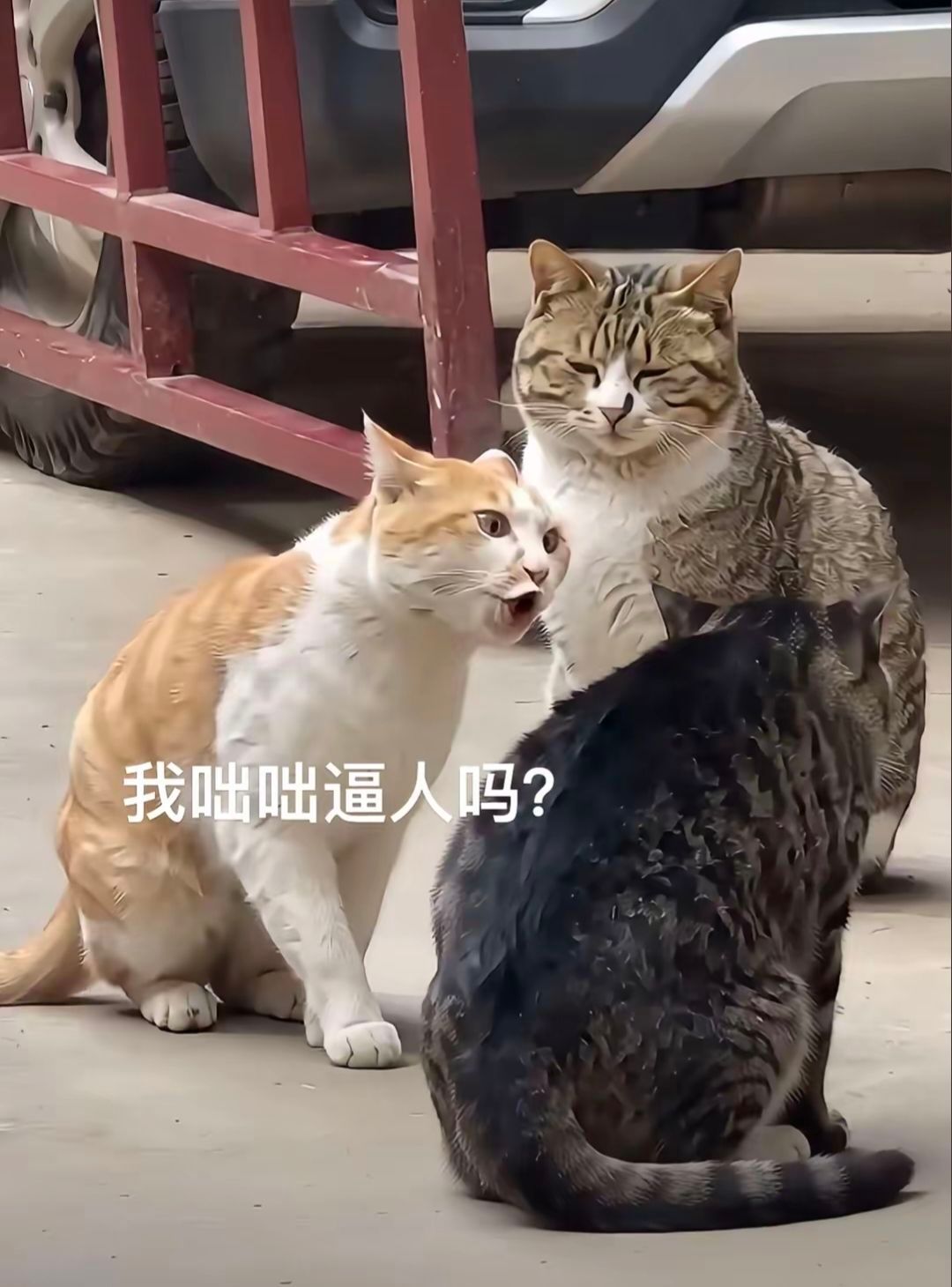 哈哈哈《都没有》我不需要靠学历来证明自己的学习能力不需要用工作来证明自己的竞争能