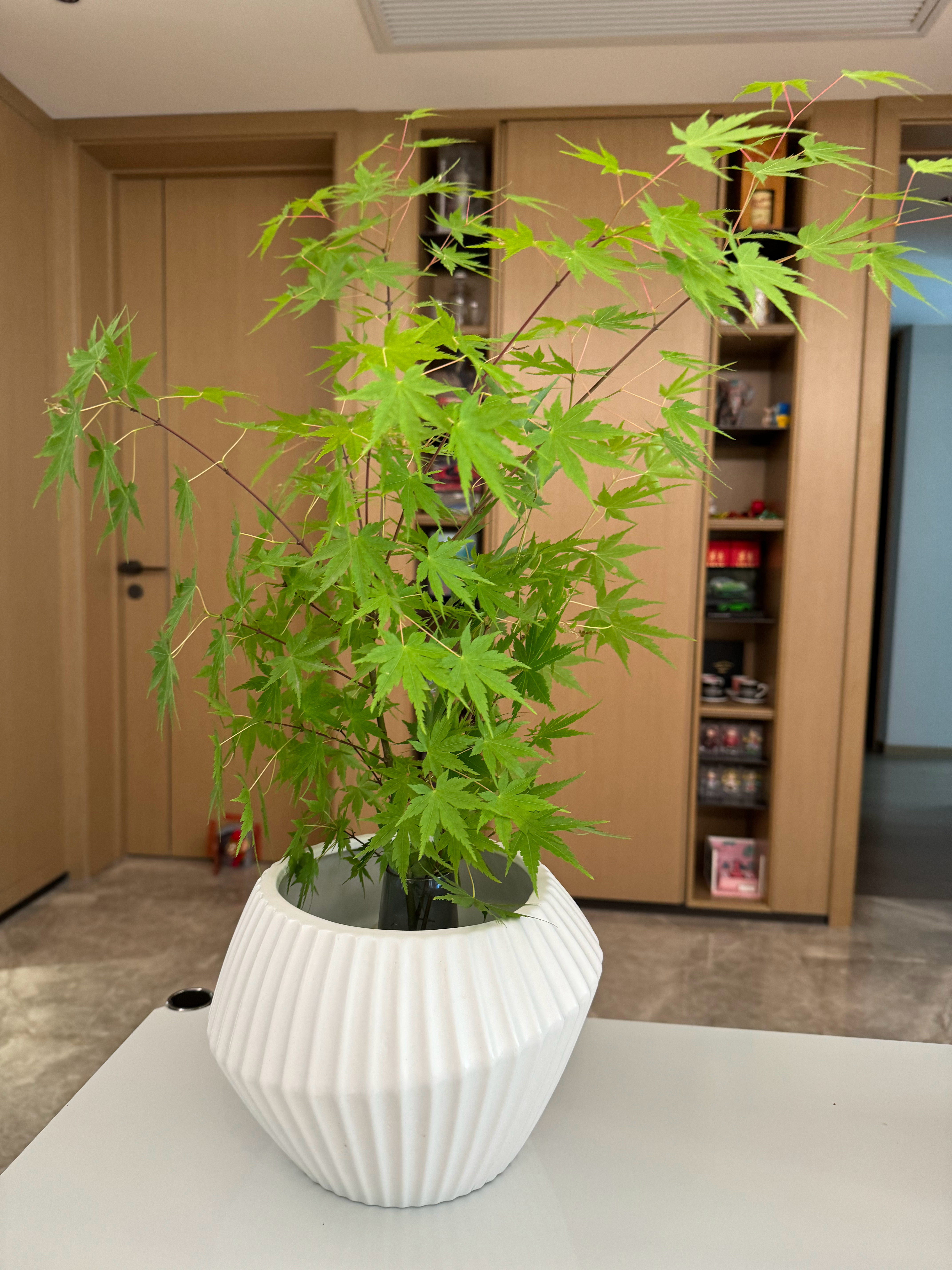路边捡的枫叶 ​​​
