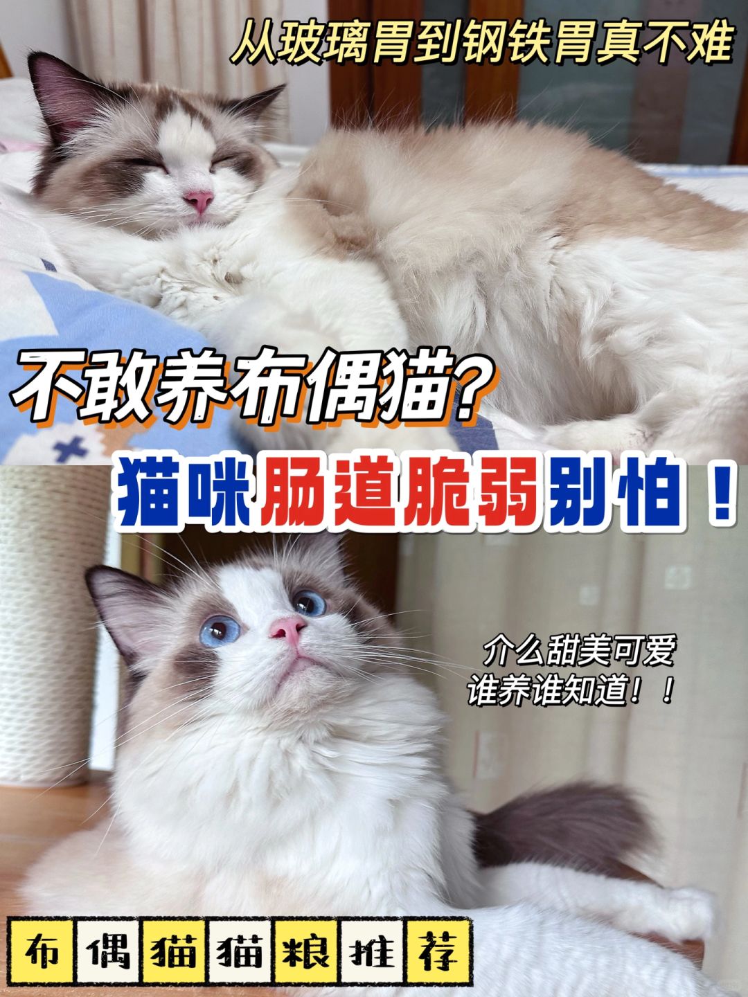 别怕养布偶！从玻璃胃到钢铁胃有招！