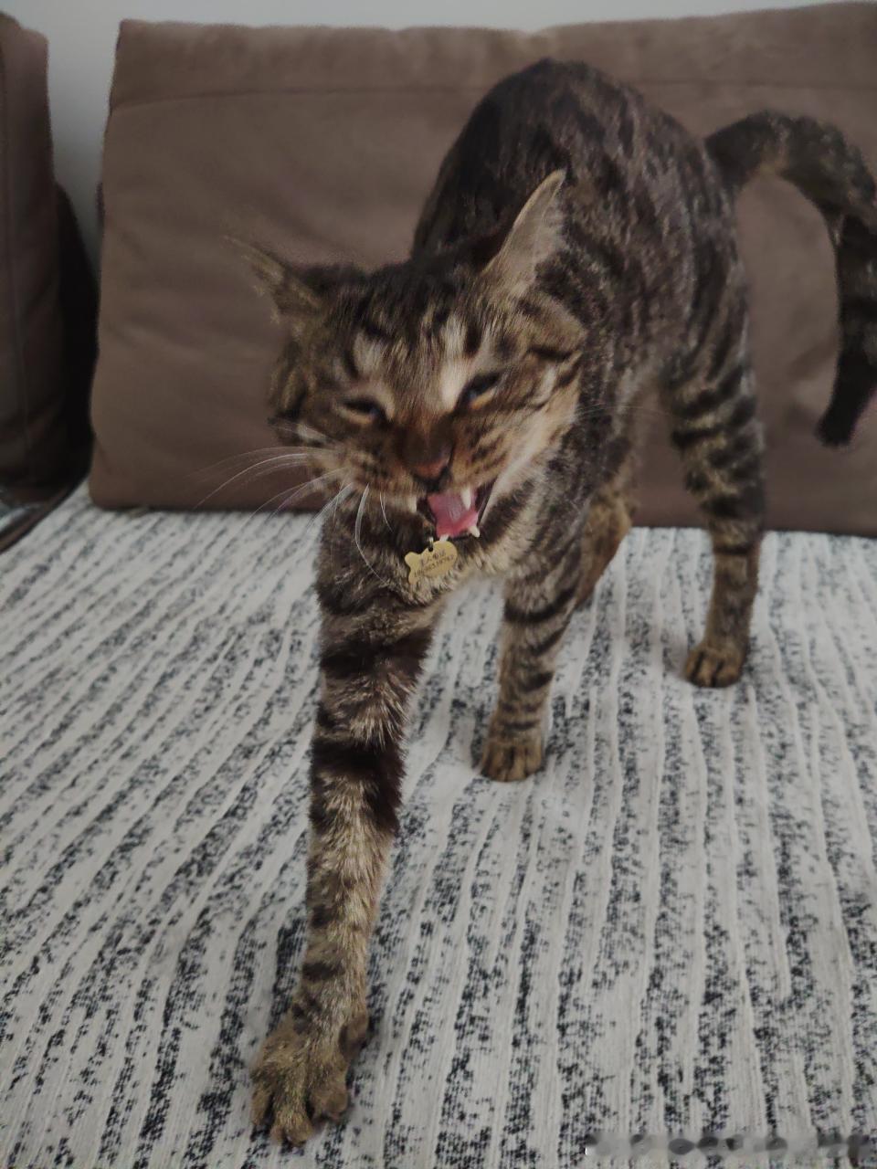49563【丑猫】 
