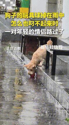 暖心一幕！云南，一狗狗玩具球掉在雨中，怎么都叼不起来时，一对年轻情侣路过，将其捡