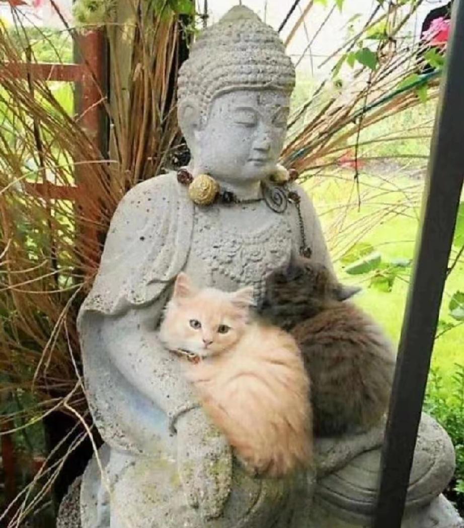 在小区闲逛时，无意间撞见两只小猫蜷缩在佛像怀里，瞬间心都化了。

凑近仔细一看，