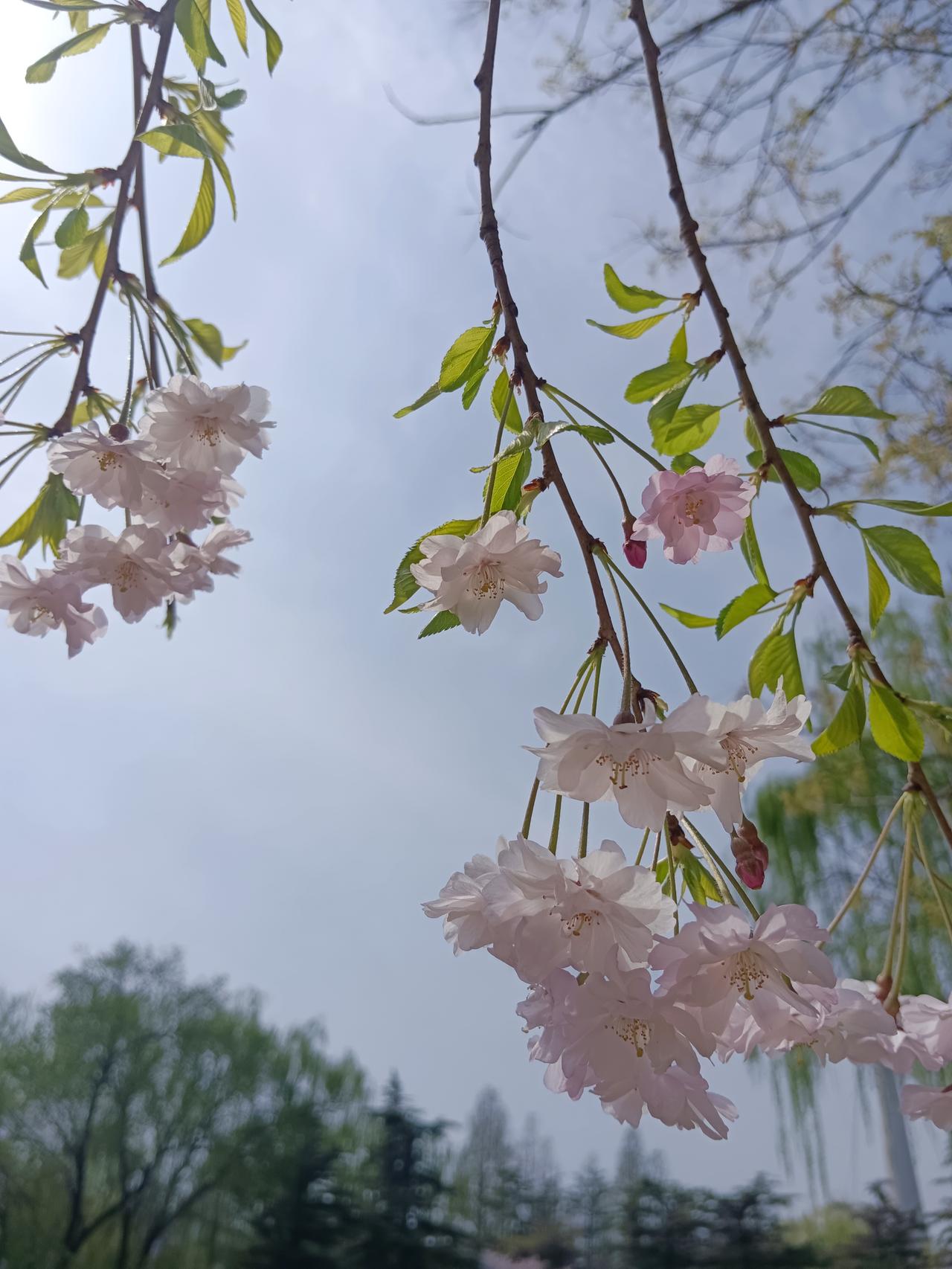 善良使我们内心坦然，不纠结、不心虚，吃得香、睡得甜，这份心安是再多金钱也难以换取