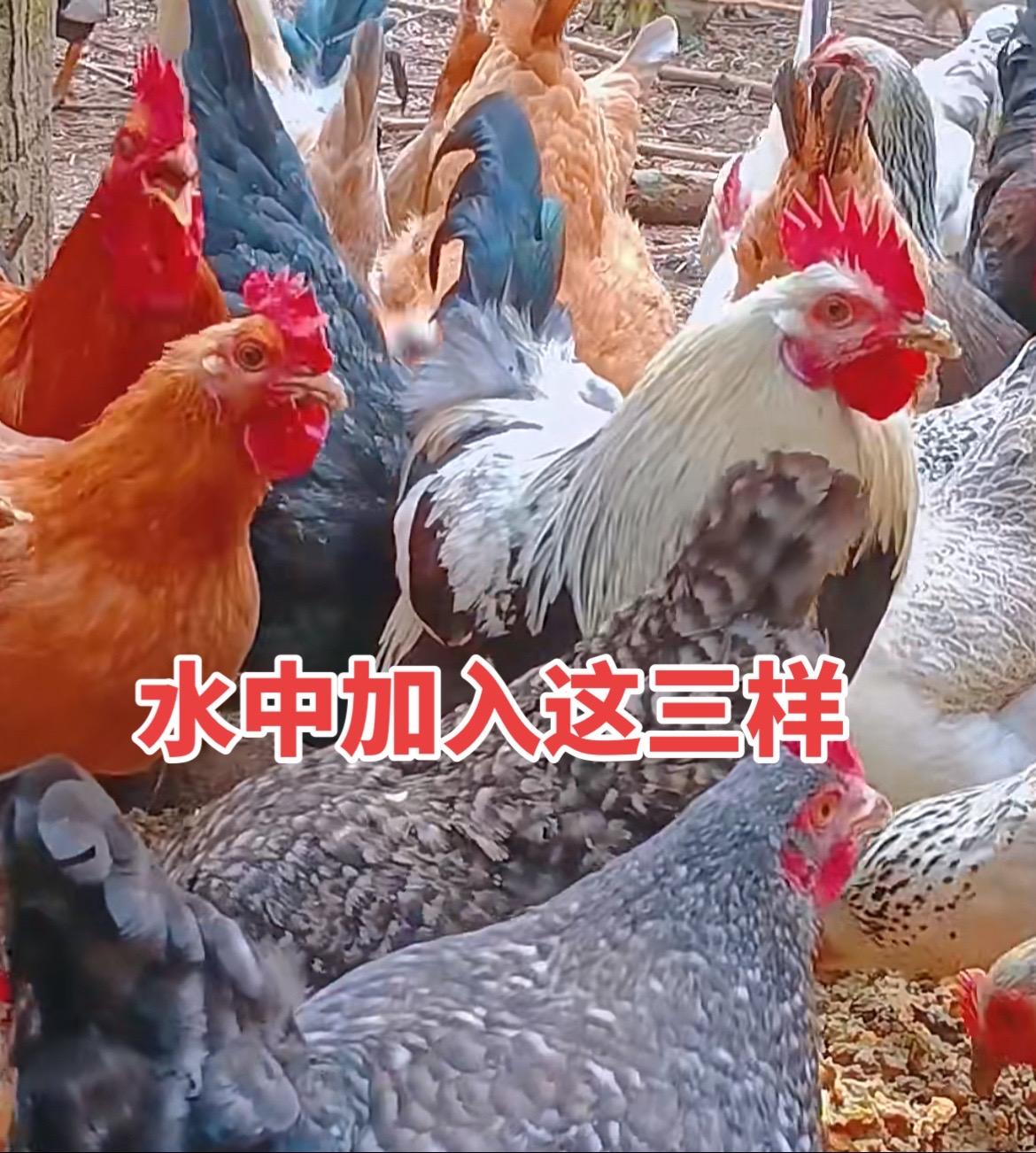 三农 生态散养土鸡 抖音养鸡人 农村散养土鸡