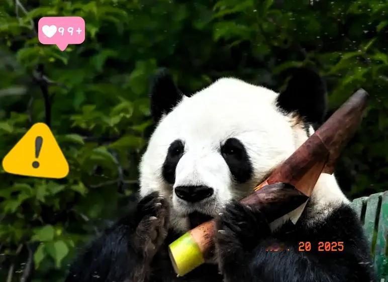 说真的，中日关系想缓和过来，短期内看确实难。
 
好多人只盯着大熊猫陆续回国这事