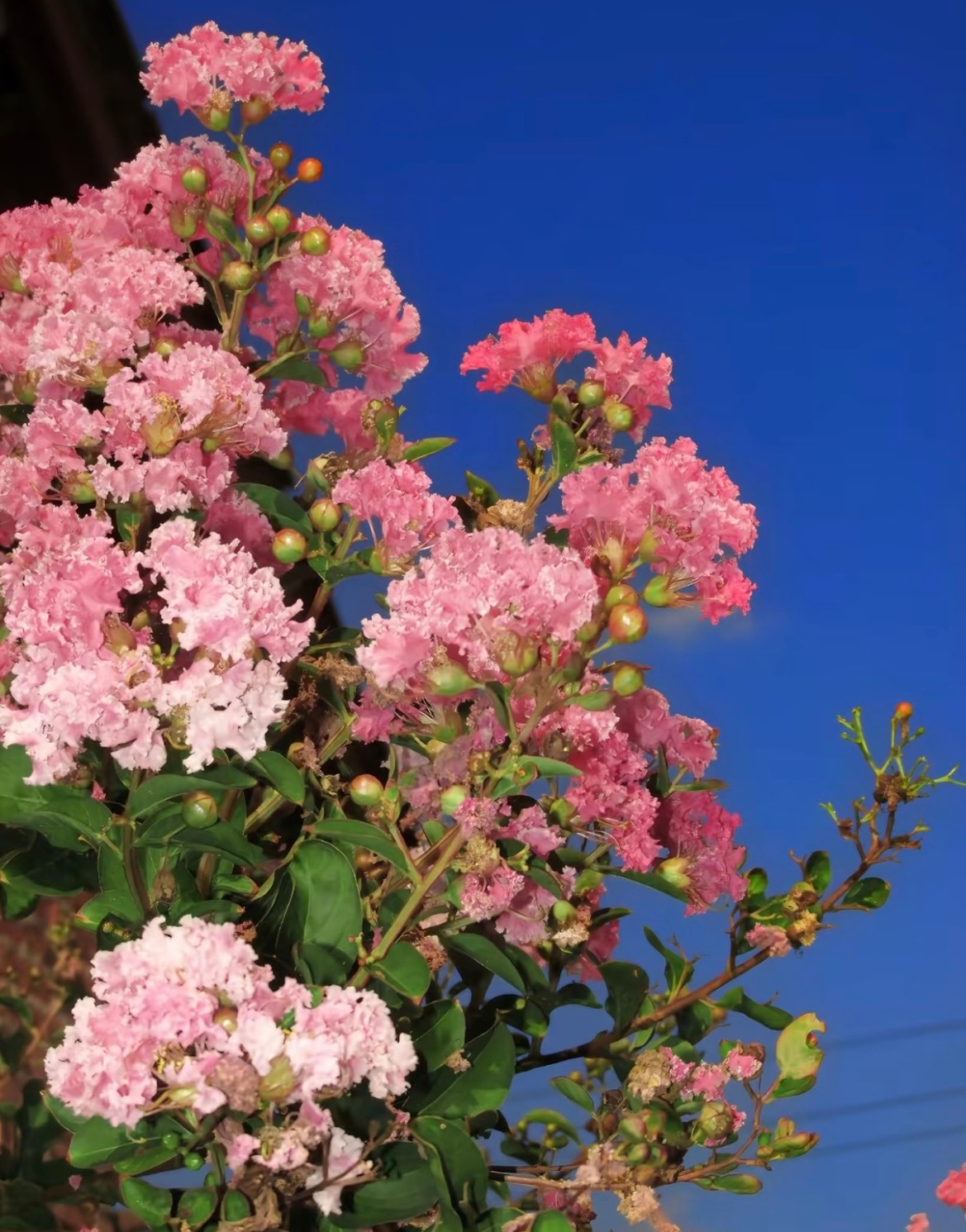 种植  种植 紫薇花1. 栽培方式：园土+腐叶土+粗沙，普通疏松透气土；木质乔木