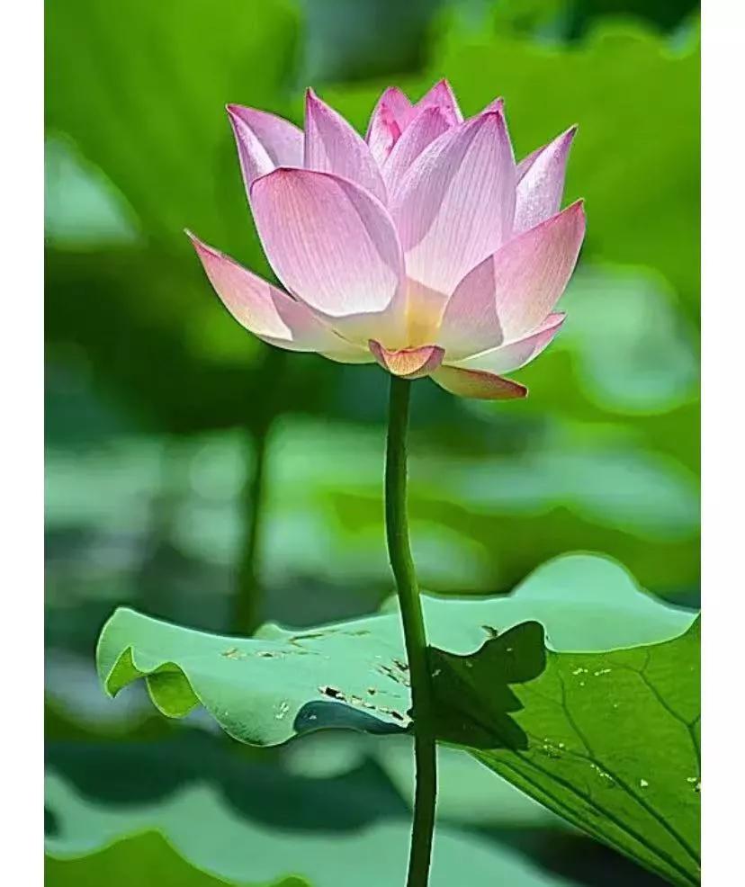 舅妈今年78岁了，存了40万养老钱，说谁也不能动，是留给她自己晚年用的。
几年前