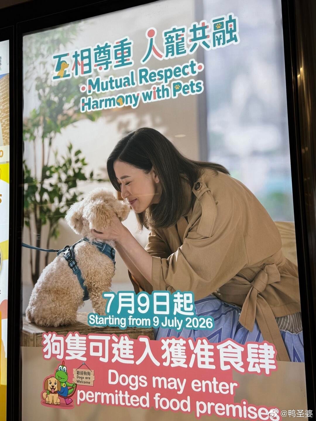-香港自2026年7月9日起，小狗可以进入获批餐厅了！！ 