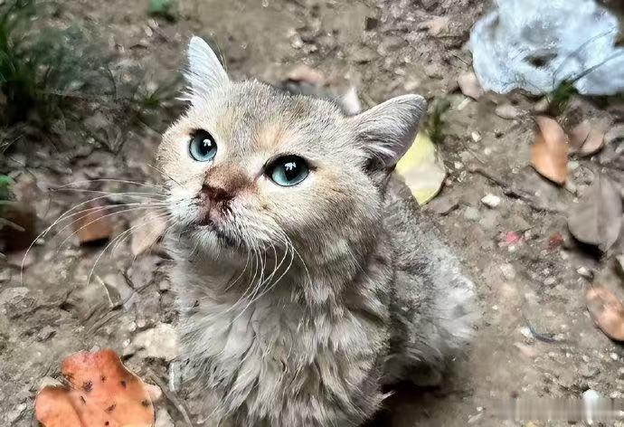 鸿星尔克店内收留流浪猫狗城市里奔波的流浪猫狗总居无定所，鸿星尔克线下门店化身临时