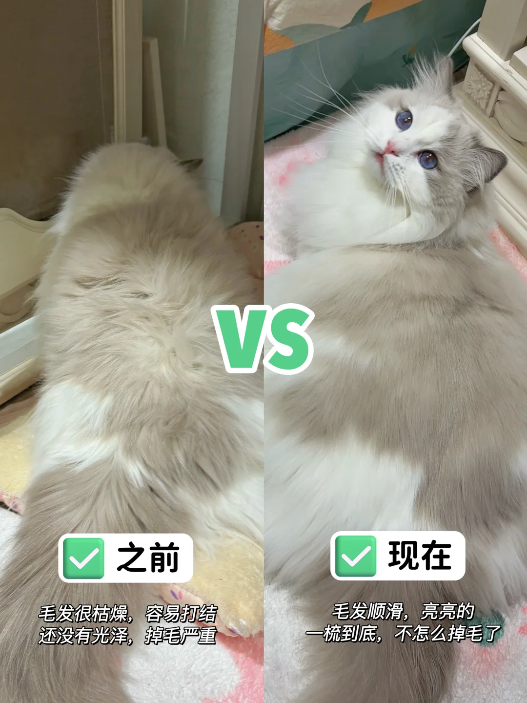 布偶换毛季🐈掉毛太厉害了