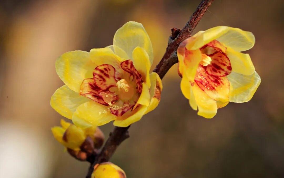 今年冬天的不同今天还是非常暖和，不过室内还是有点冷，需要开着空调，不然的话有点冻