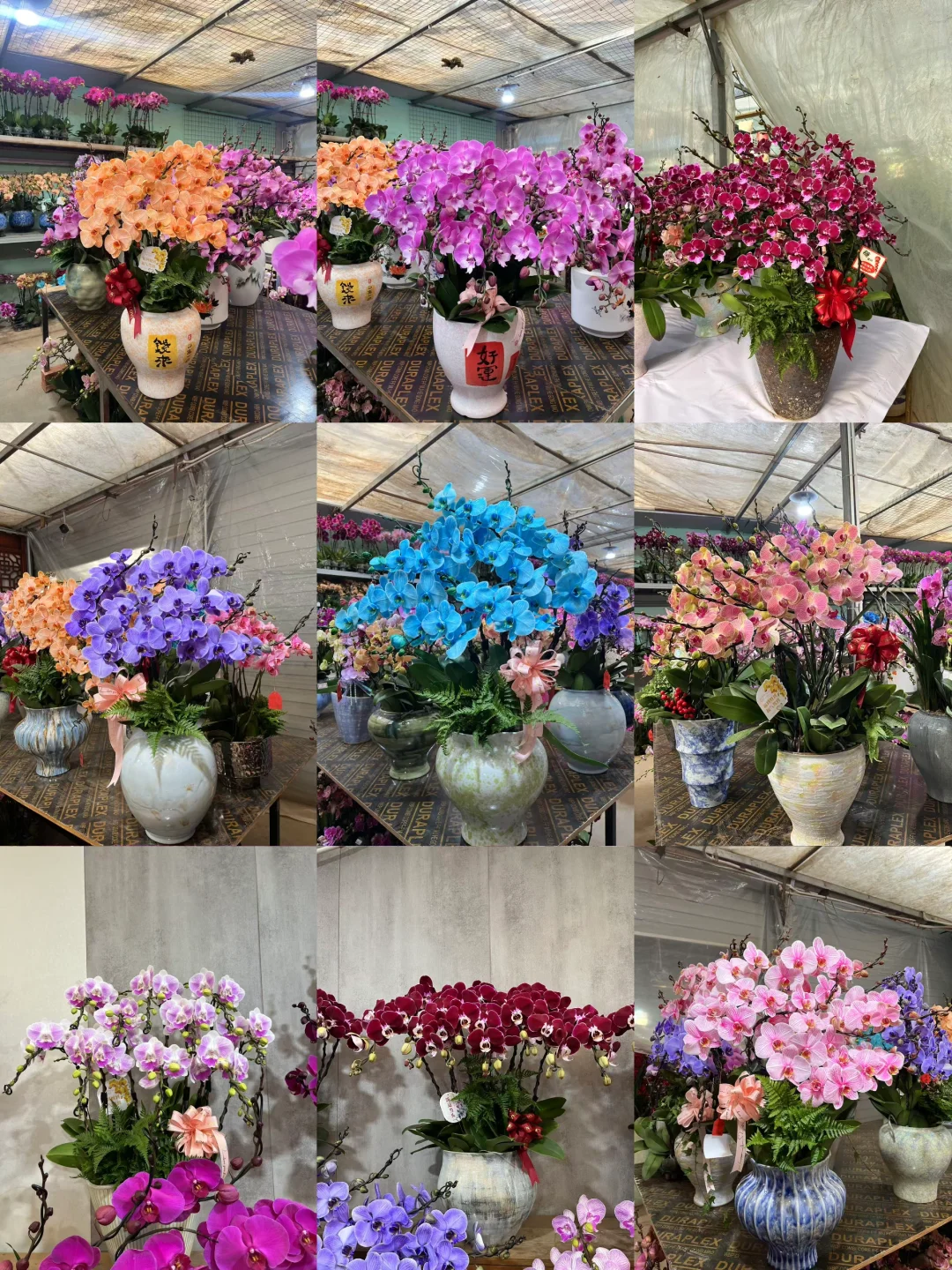 香港年宵花预订中！两地可送