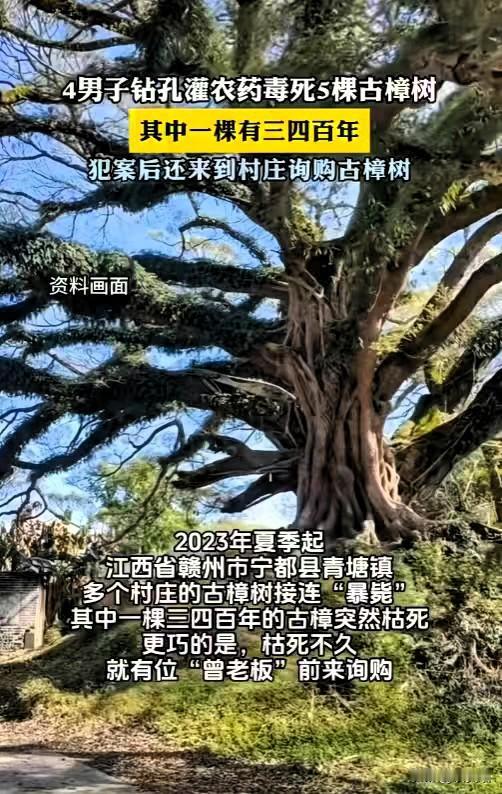 吃相太难看了！江西赣州多村百年古樟接连暴毙，刚枯死就有老板上门，9000块就拉走