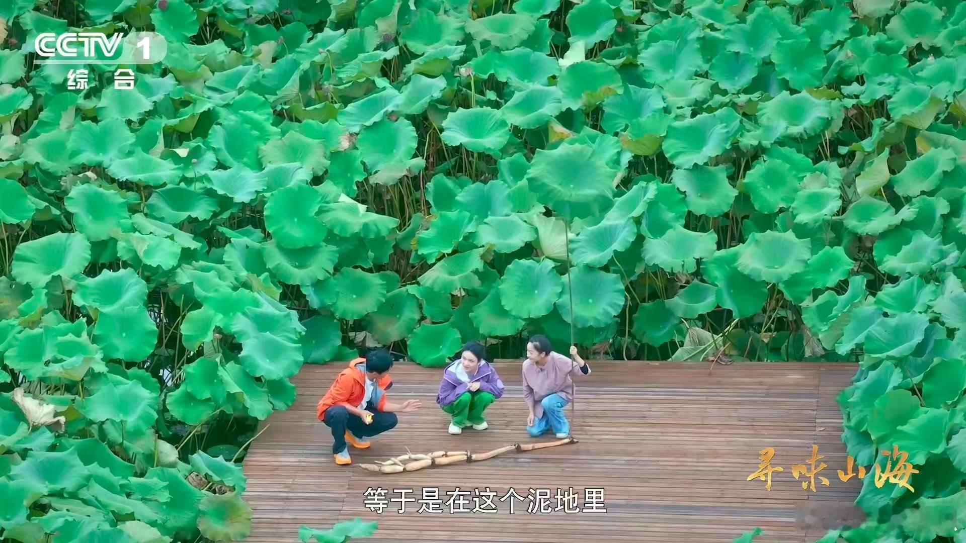 湖北有世界第一长莲藕 千年藕乡蔡甸再创传奇！3.473米莲藕刷新世界纪录的背后，