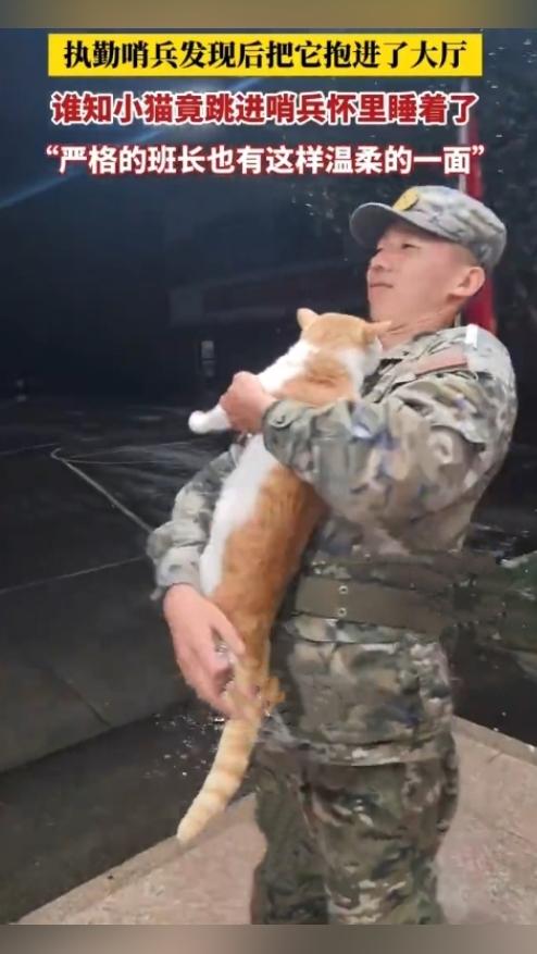 下雨天一只小猫躲在门口避雨，被执勤哨兵轻轻抱进屋里，安心睡着了。
 
近日浙江宁