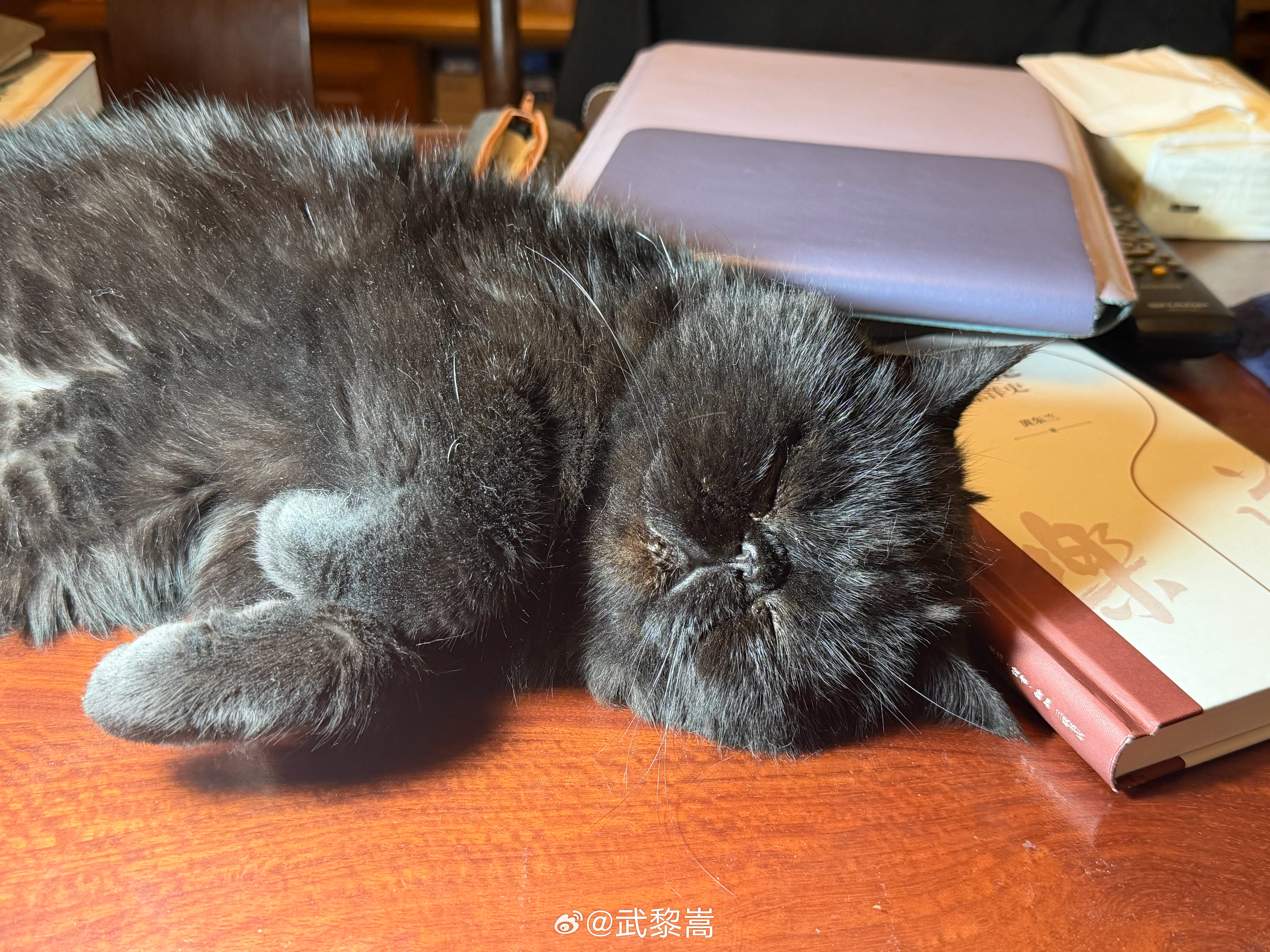 自从家里只剩了它一个之后，作为「独生子女」小霸王的面目，逐渐暴露出来了。睡觉要上