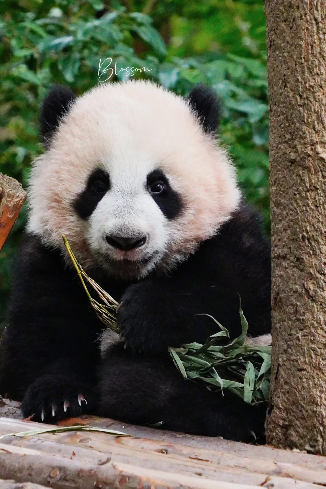 231108 粉粉的蓬蓬软软的妮小好