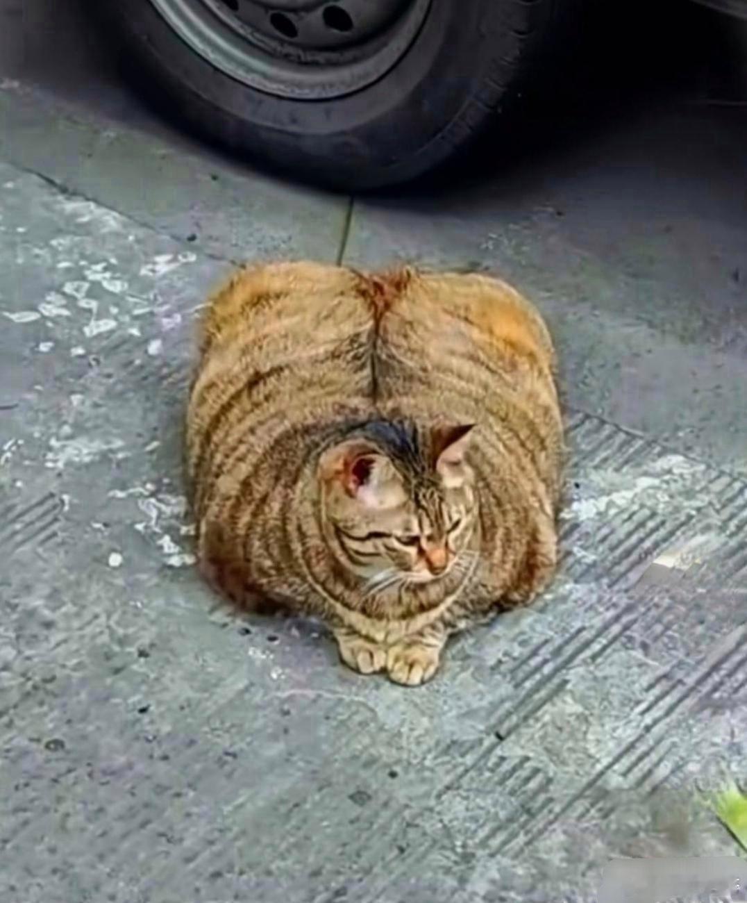 下班回家的路上看到了一只奇怪的猫咪，胖胖的身躯，感觉像是一个头有两个身体一样，差