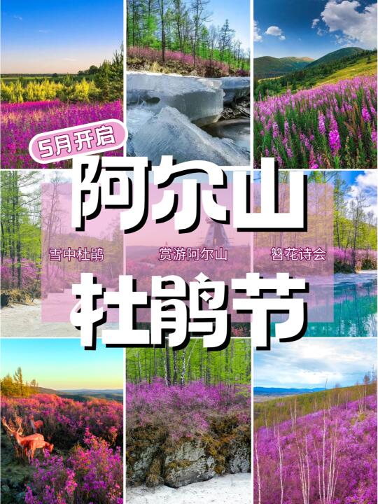 春季出游去哪玩❓来阿尔山赏雪中杜鹃🌺