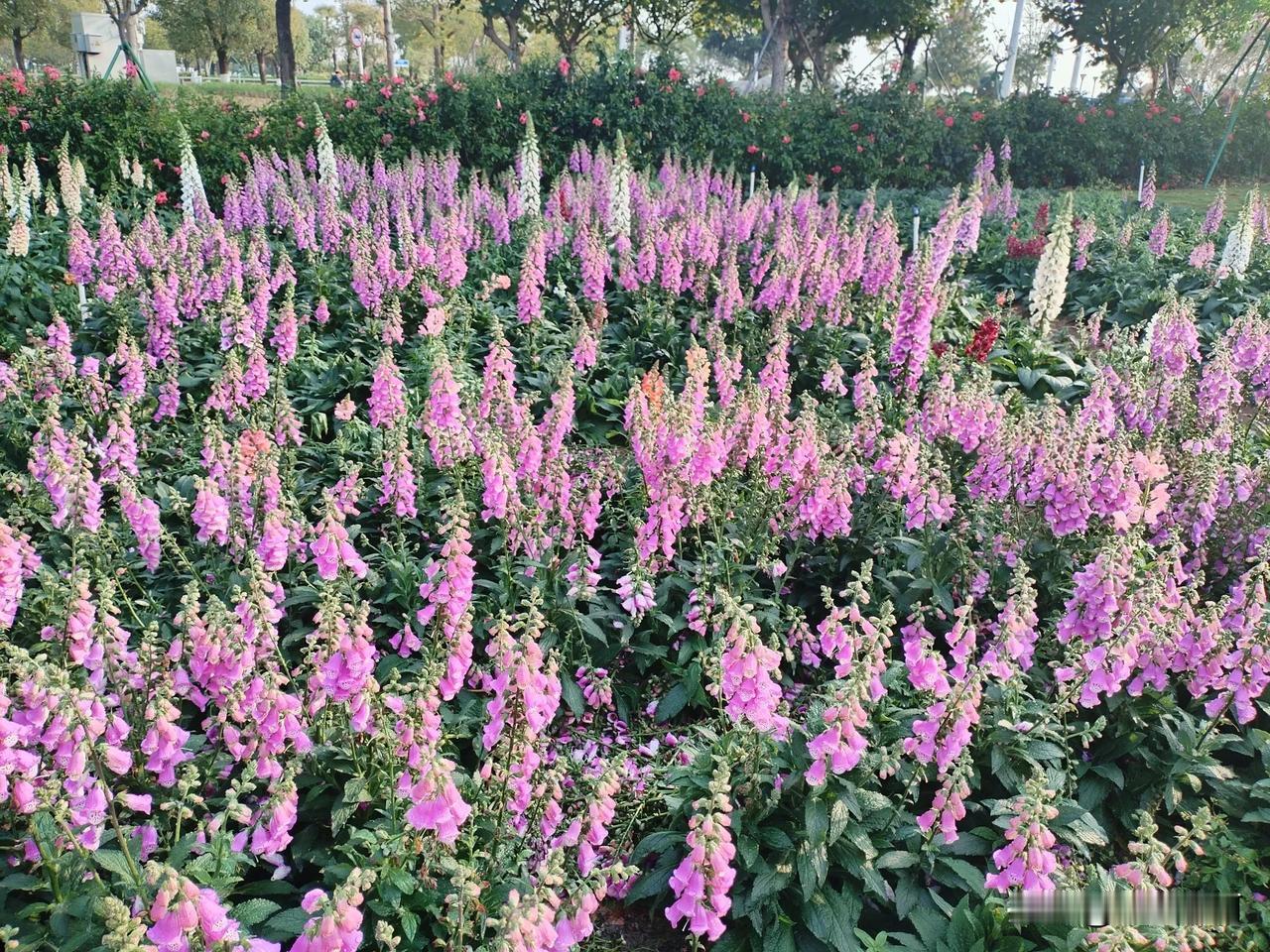 走进东莞滨海湾花海里，我穿梭在花海中间，时而赏花、时而拍照，鲜花的海洋，海洋边的