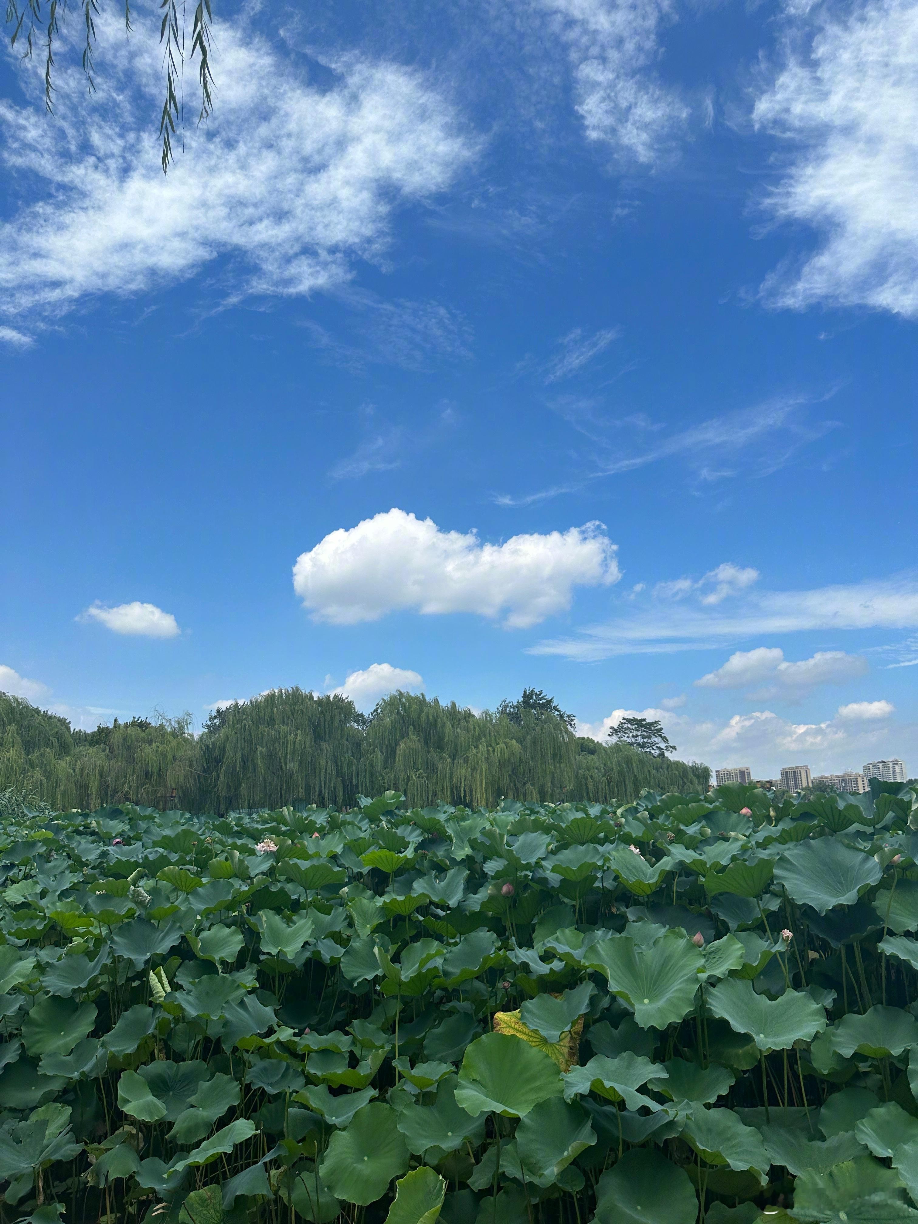 这两天的天气太棒了！今天是大明湖畔的紫薇格格 ◔.̮◔✧昨天学会了骑电动车，今天