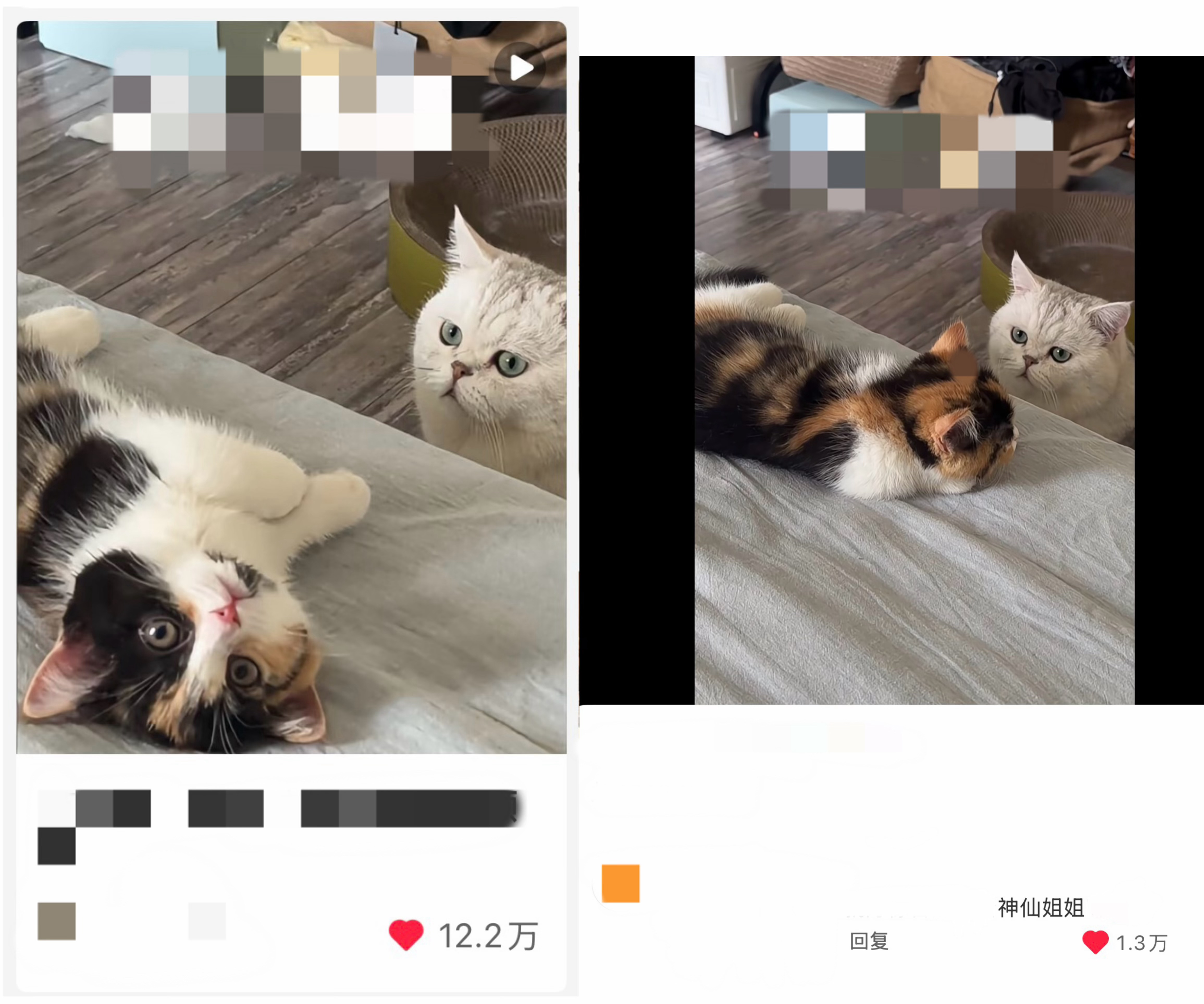 刘亦菲 不仅抖上说三花猫已经自动代入天仙，红薯上也是各种猫中刘亦菲、猫界刘亦菲、