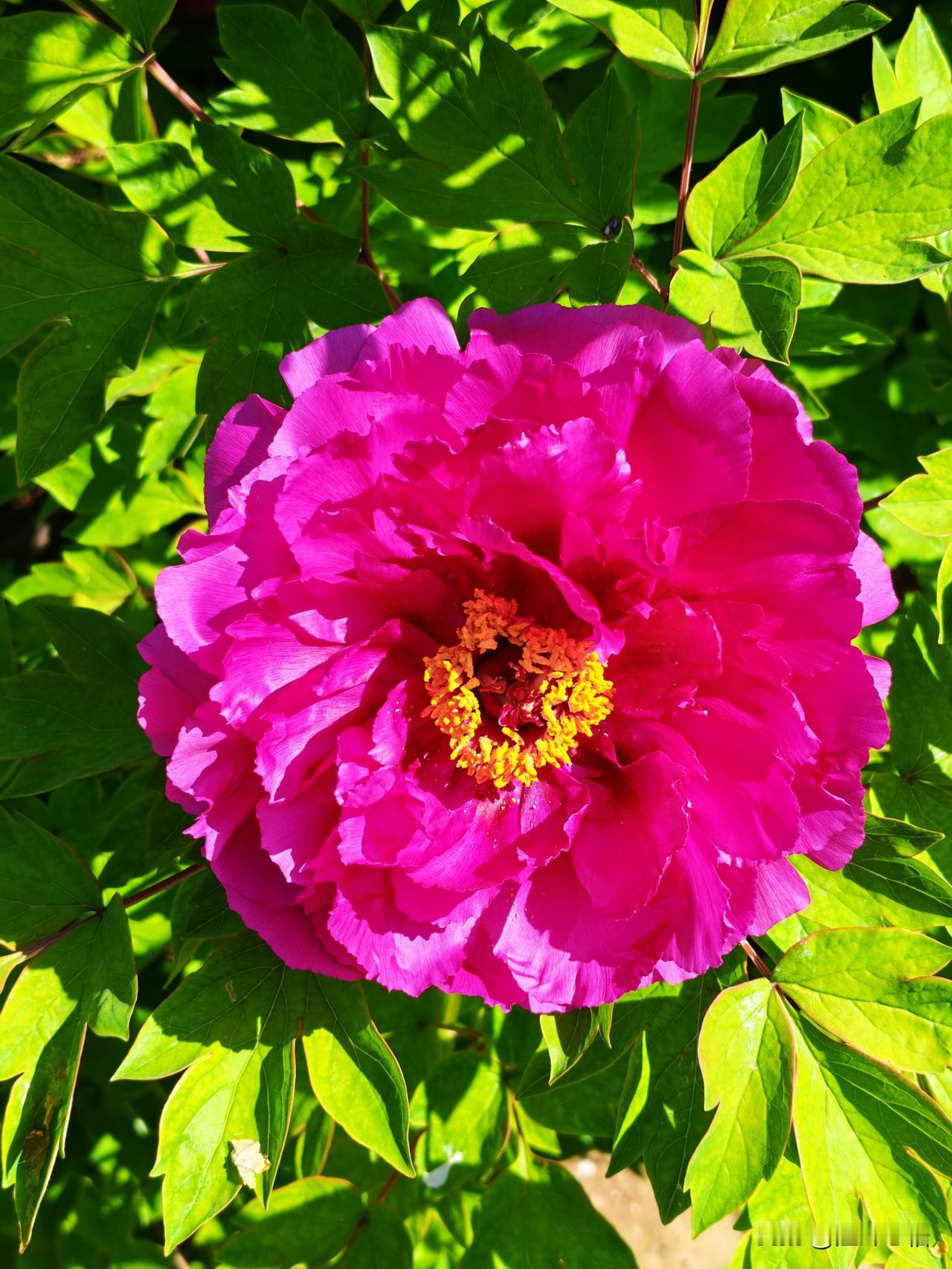 粉嫩欲滴的牡丹花，绽放出春天的美丽！🌸🌸🌸