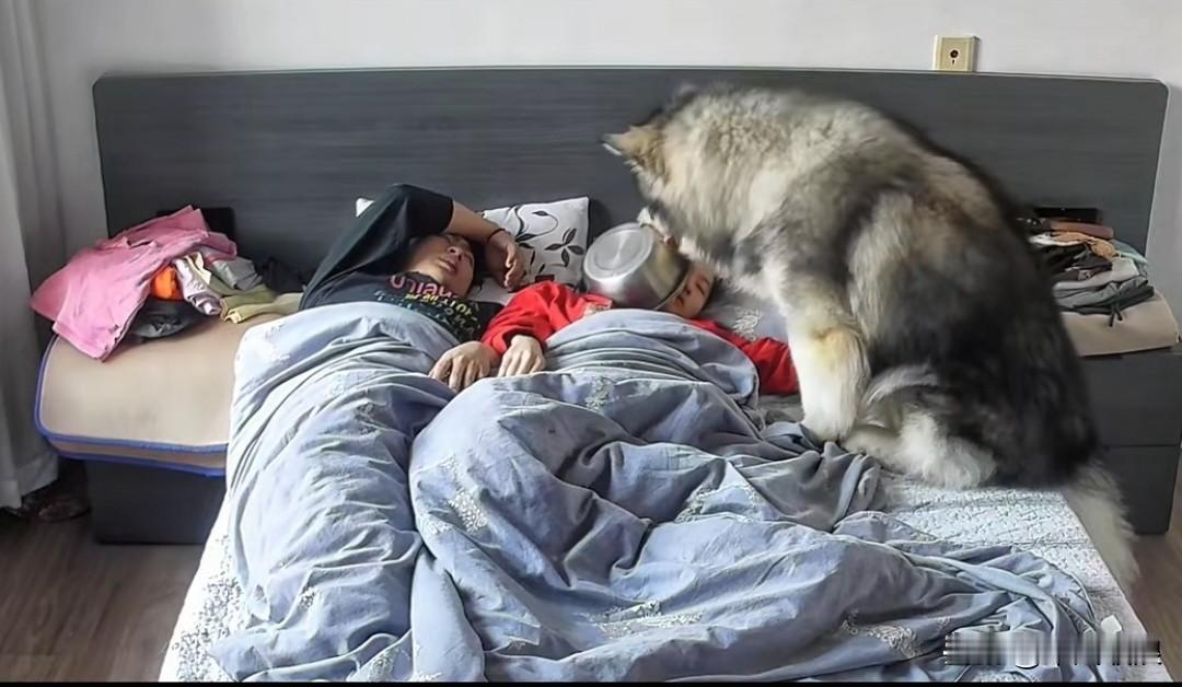 狗狗每周有两天吃不到东西，其余时间就吃一顿或两顿。这天又是星期六，狗狗叼着狗盆到