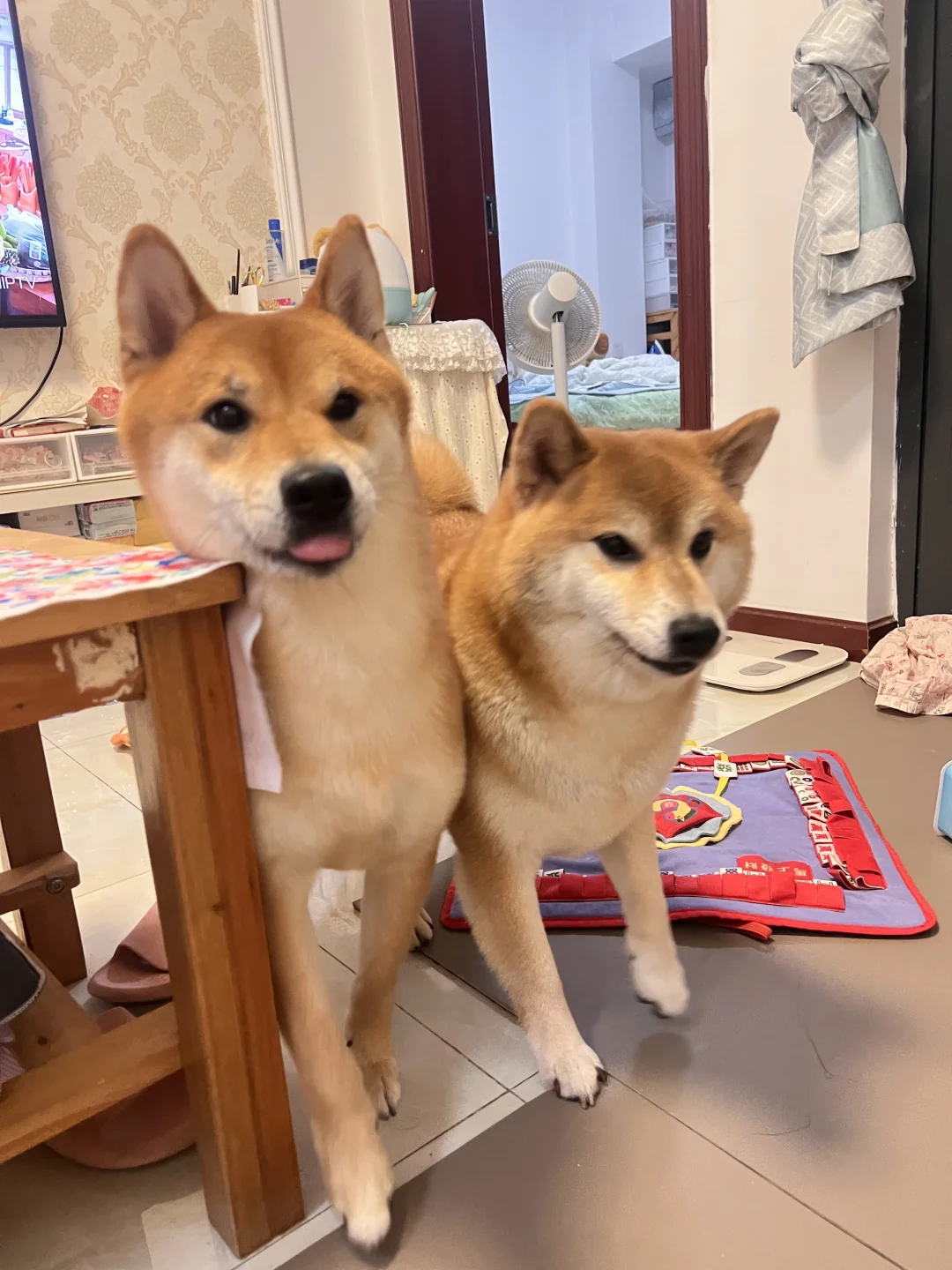 你好 借过一下👋