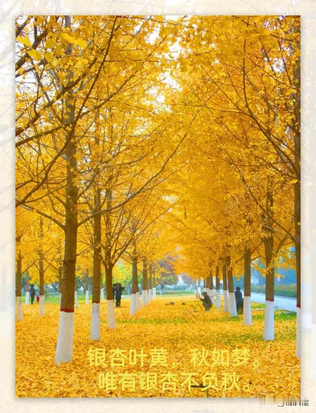 
“诗情画意说草木”
每日一花🌸
裸子植物不会开花结果，结的是裸露的种子。
银
