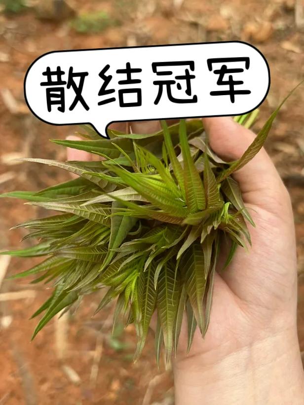 甲状腺结节，坚持打卡6件事，结节在家自己散！

查出甲状腺结节、乳腺结节等问题，