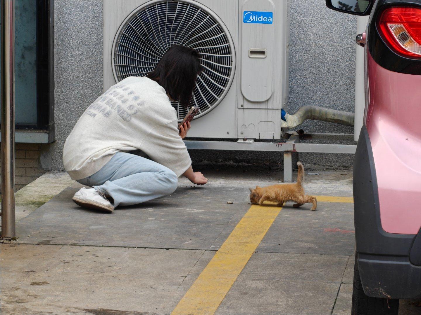 就是这只小猫崽，不知道为什么躲在了我车轮拱内侧，还好听见叫声，不然…又到了春天小