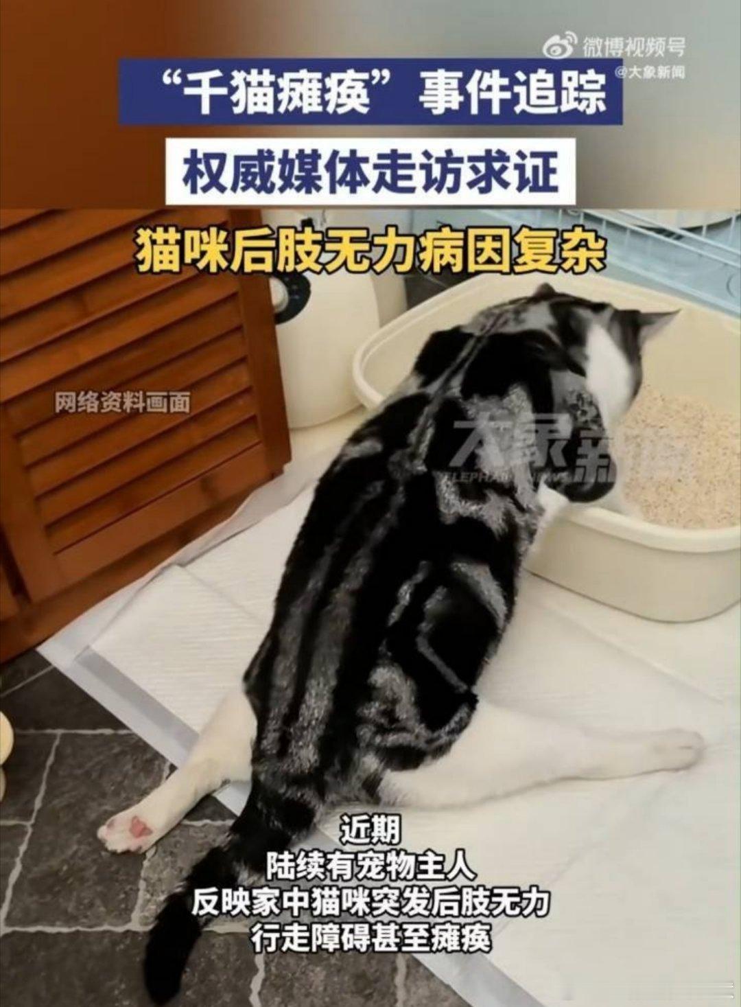 千猫瘫痪多地医院真相调查多地医院接诊大量瘫痪猫咪，病因错综复杂，不少病例做完全套