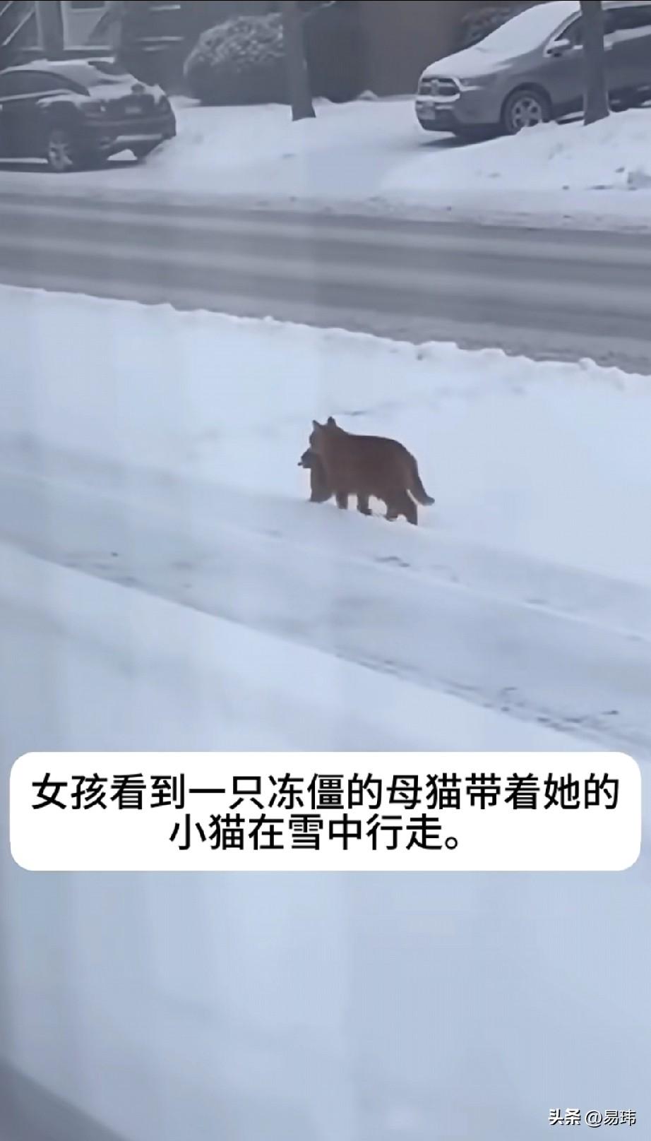泪目了！一个下着大雪的冬日，到处都是冰天雪地，一位小姐姐看到一只可怜的的流浪猫妈