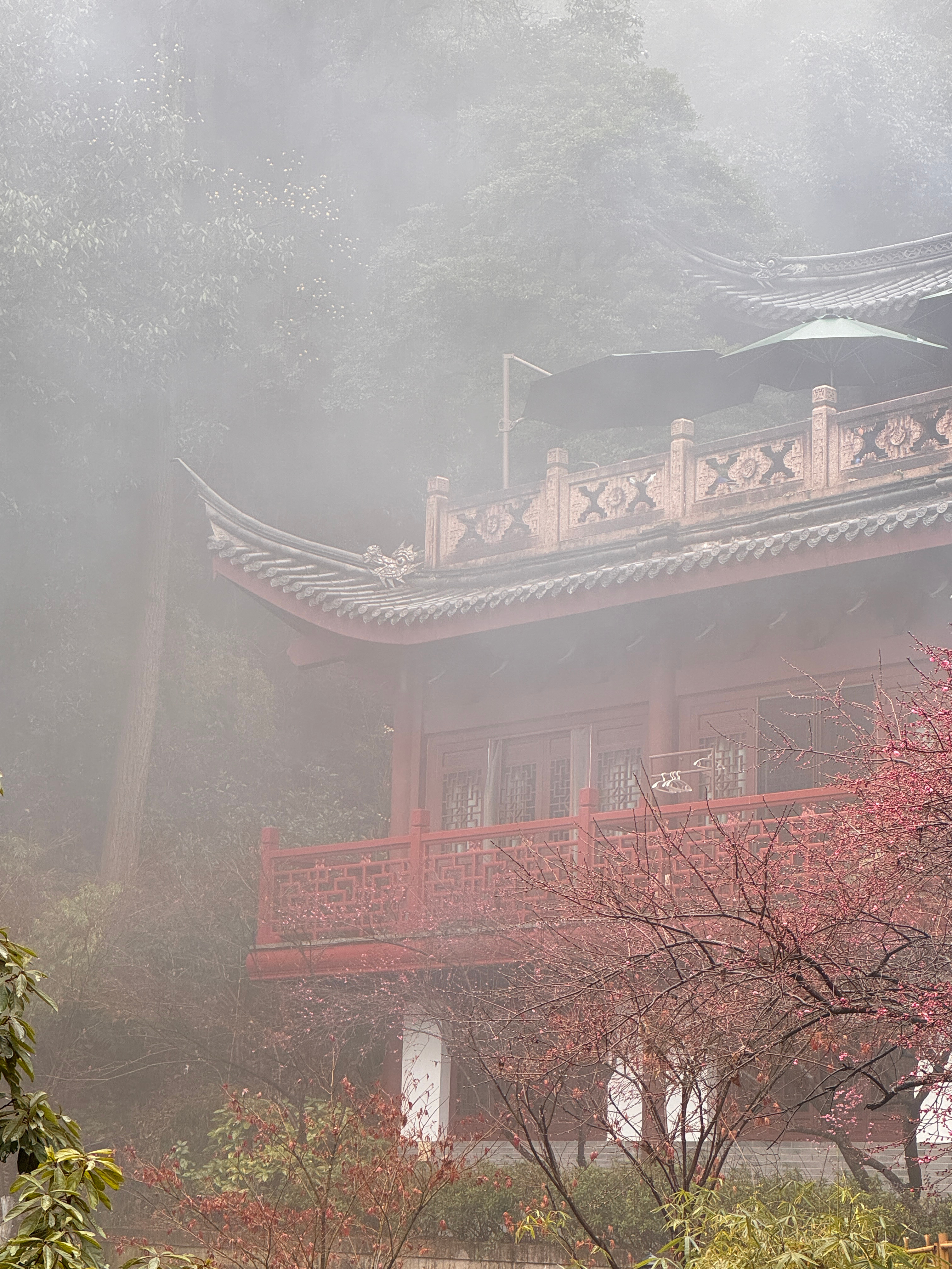 白鹿[超话][老师爱你]  白鹿开到荼蘼抹眼泪镜头[老师爱你]白鹿陆昭熹 每一天