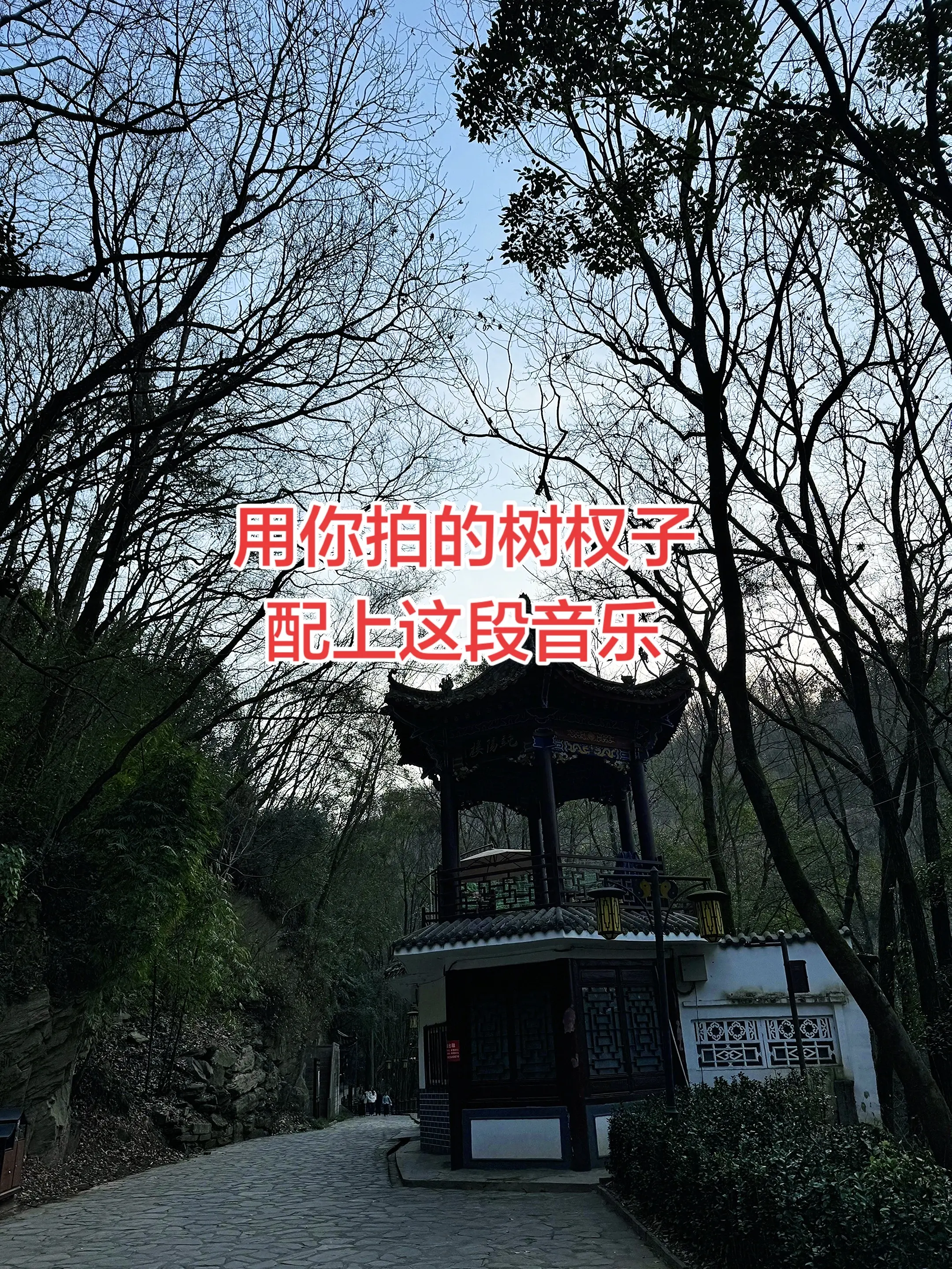 有人说：“枯树跟落日有什么可拍的”我说 同频的人才能理解你的万里山河