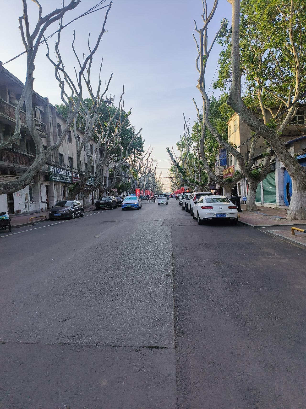 田家庵街里的梧桐树修剪了，街道确实亮堂了许多，但是看树枝上没有发芽长树叶，这正是