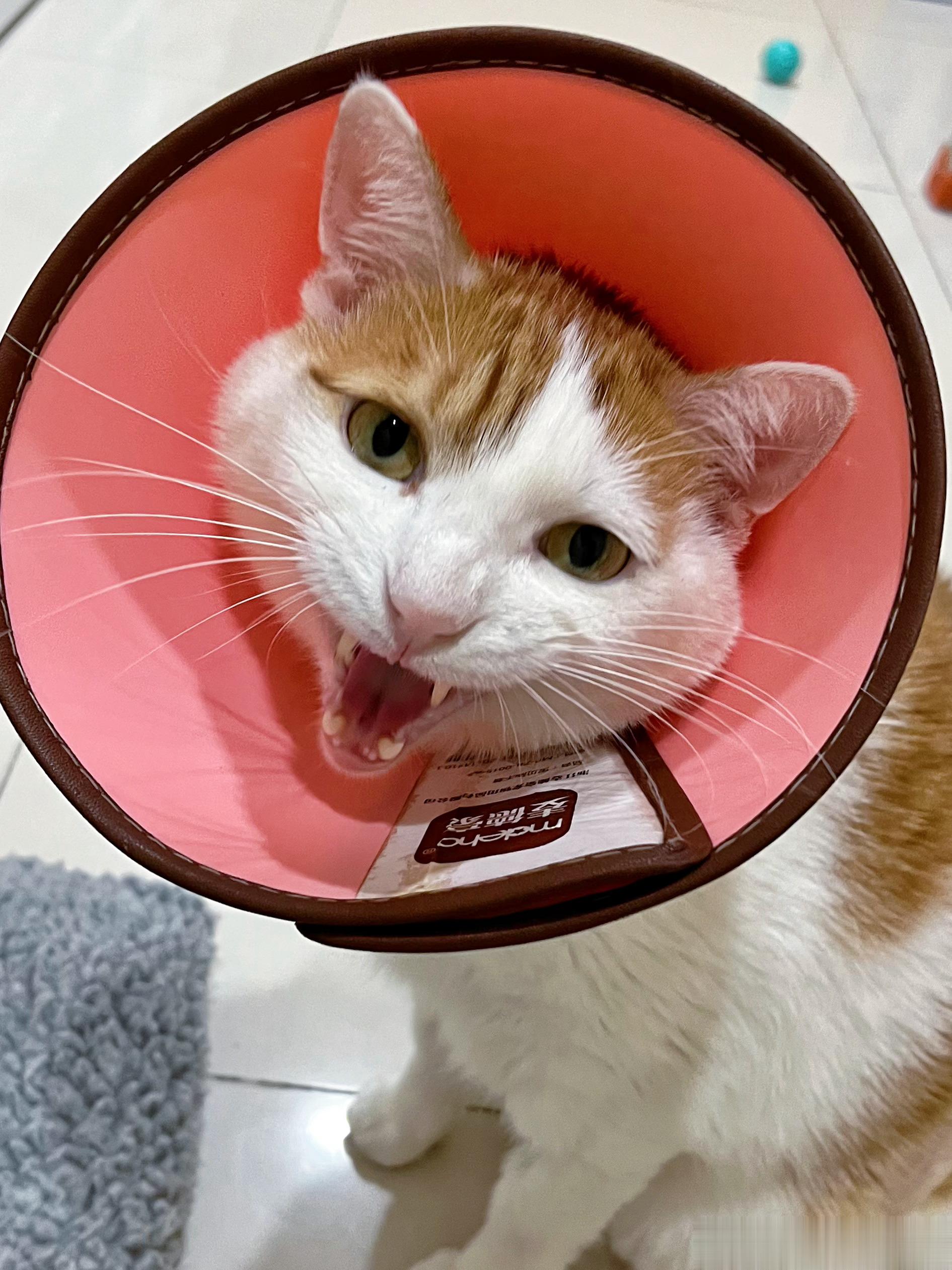 早早早！我问猴什么时候回来上岗，这家务活我算干的够够的了[苦涩] ​​​