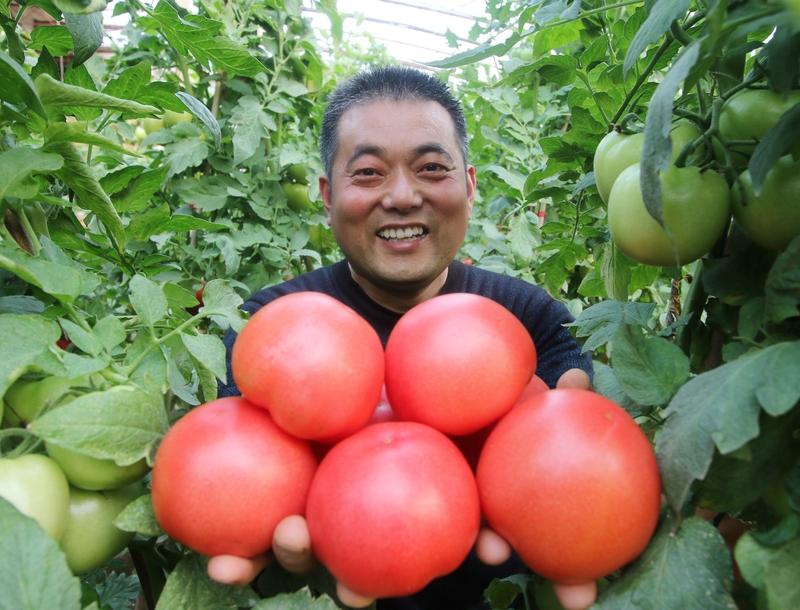 为什么冬季西红柿价格上涨这么多 冬季西红柿价格上涨真让人肉疼！主要是冬天温度低，